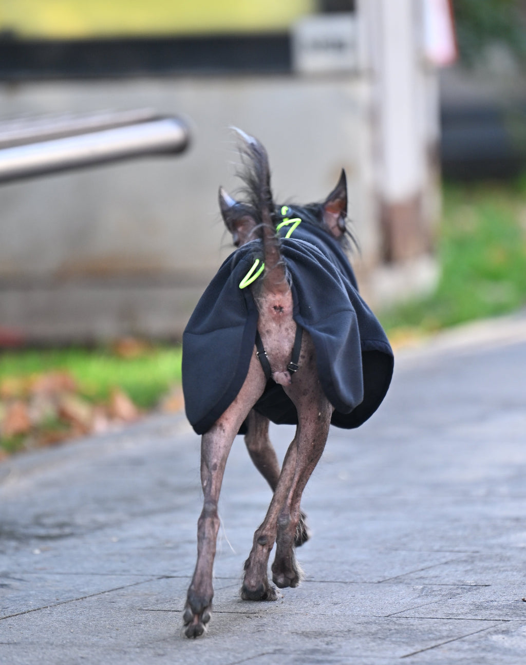 Попона-пуловер з високою горловиною BazaDog «Luna», чорний