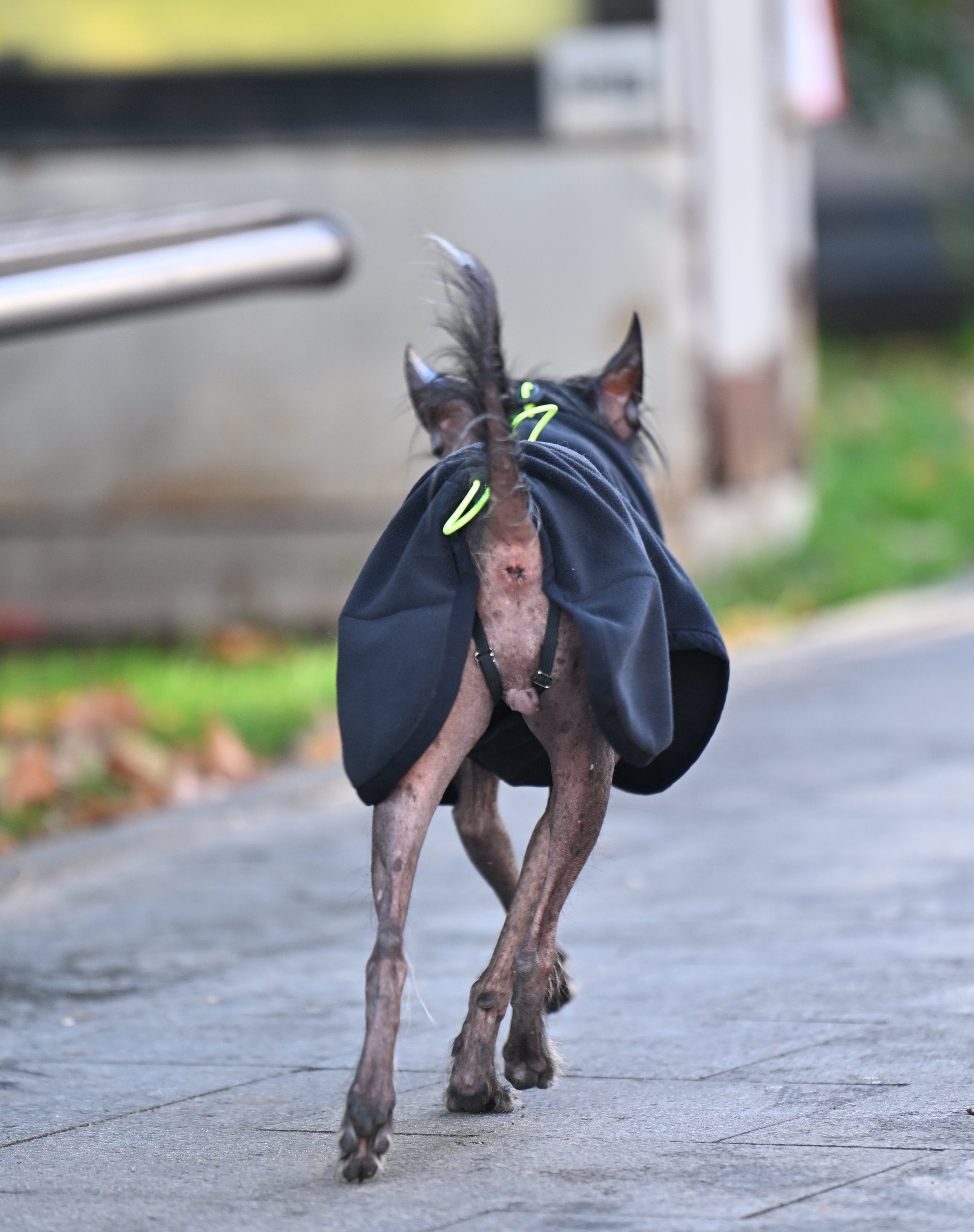 Попона-пуловер з високою горловиною BazaDog «Luna», чорний