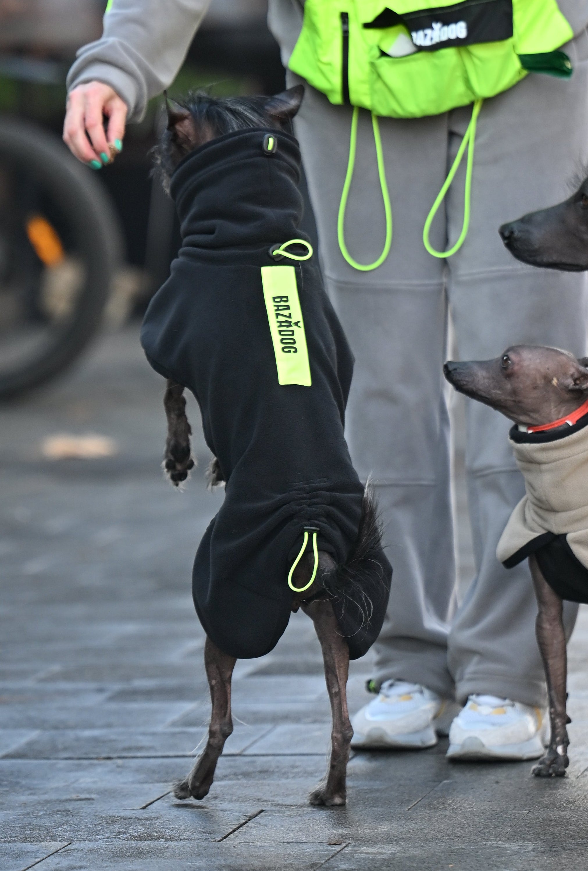 Попона-пуловер з високою горловиною BazaDog «Luna», чорний