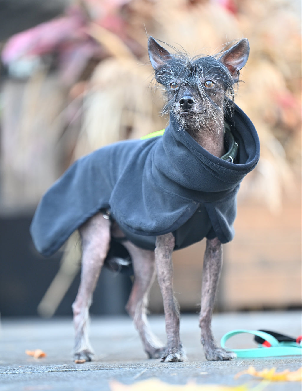 Попона-пуловер з високою горловиною BazaDog «Luna», чорний