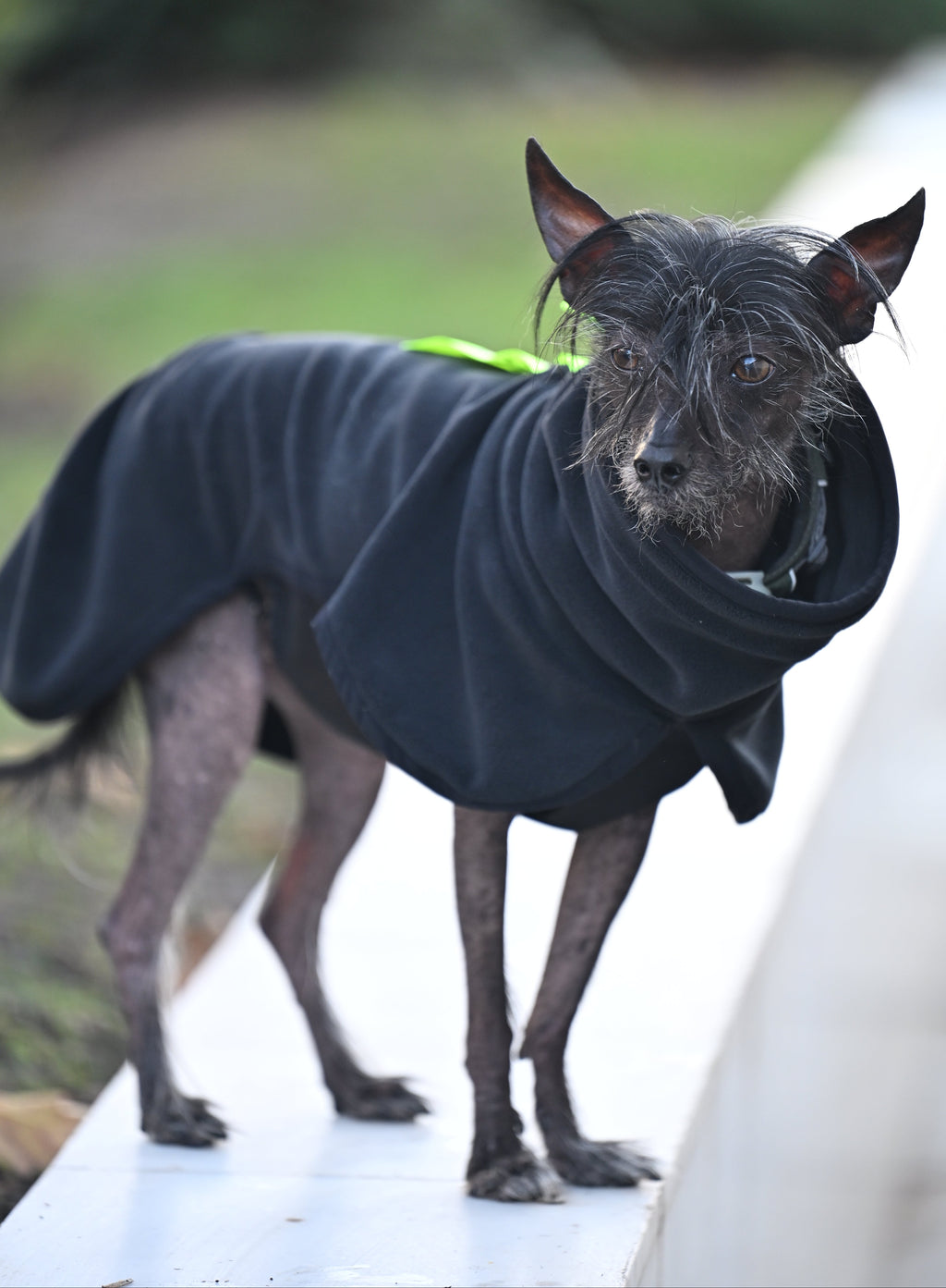 Попона-пуловер з високою горловиною BazaDog «Luna», чорний