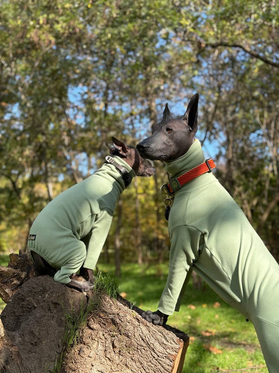 BazaDog «COMFORT» Комбінезон унісекс та для хлопчиків кольору фісташка