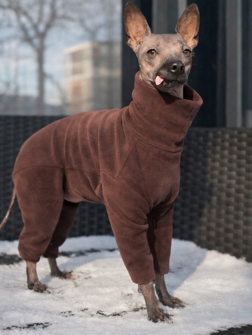 Анатомічний костюм BazaDog, PFT (Polar Fleece Technology), шоколад