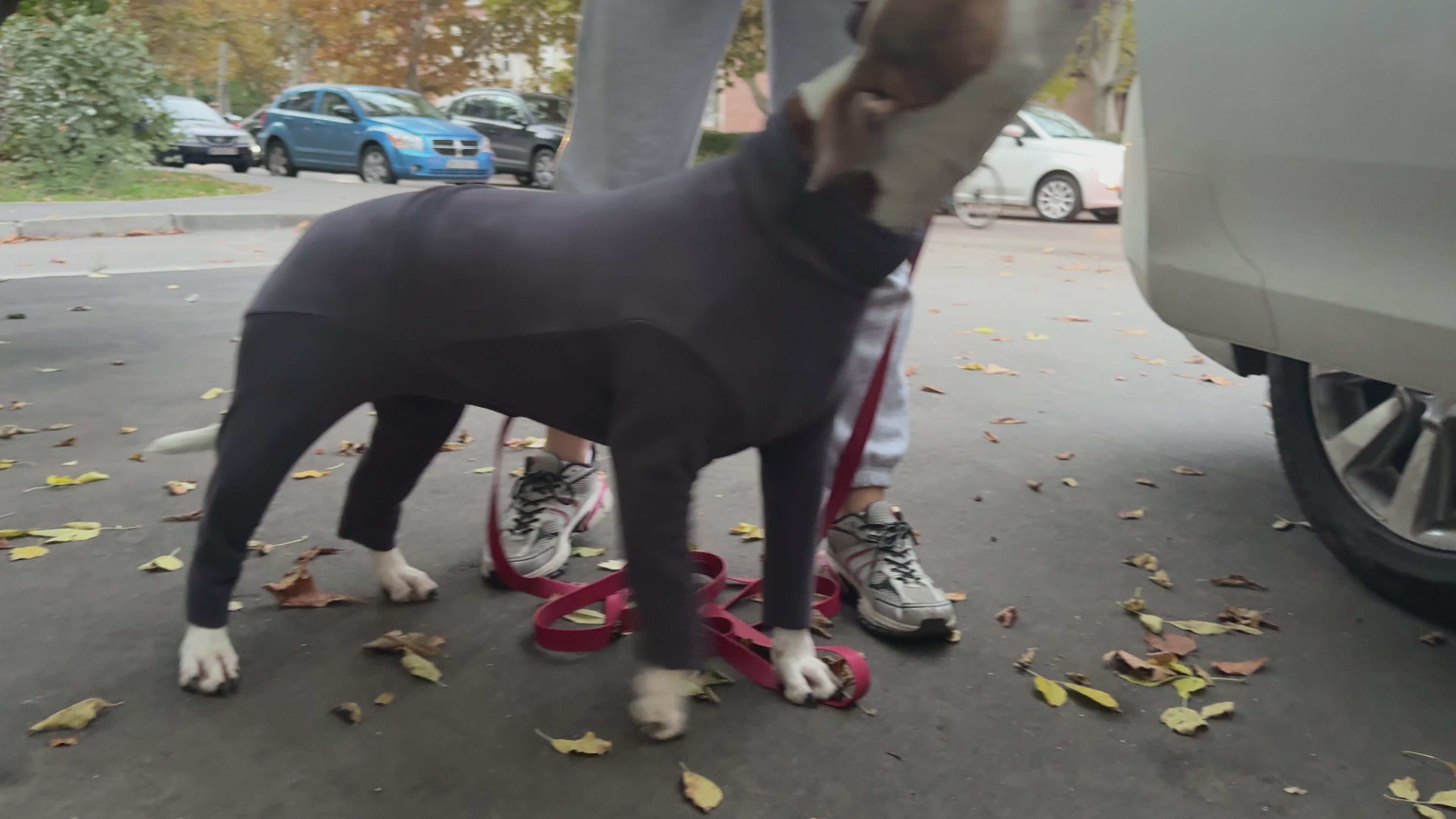 BazaDog анатомічний костюм Baza PFT (polar_fleece_technology) графіт 																			
