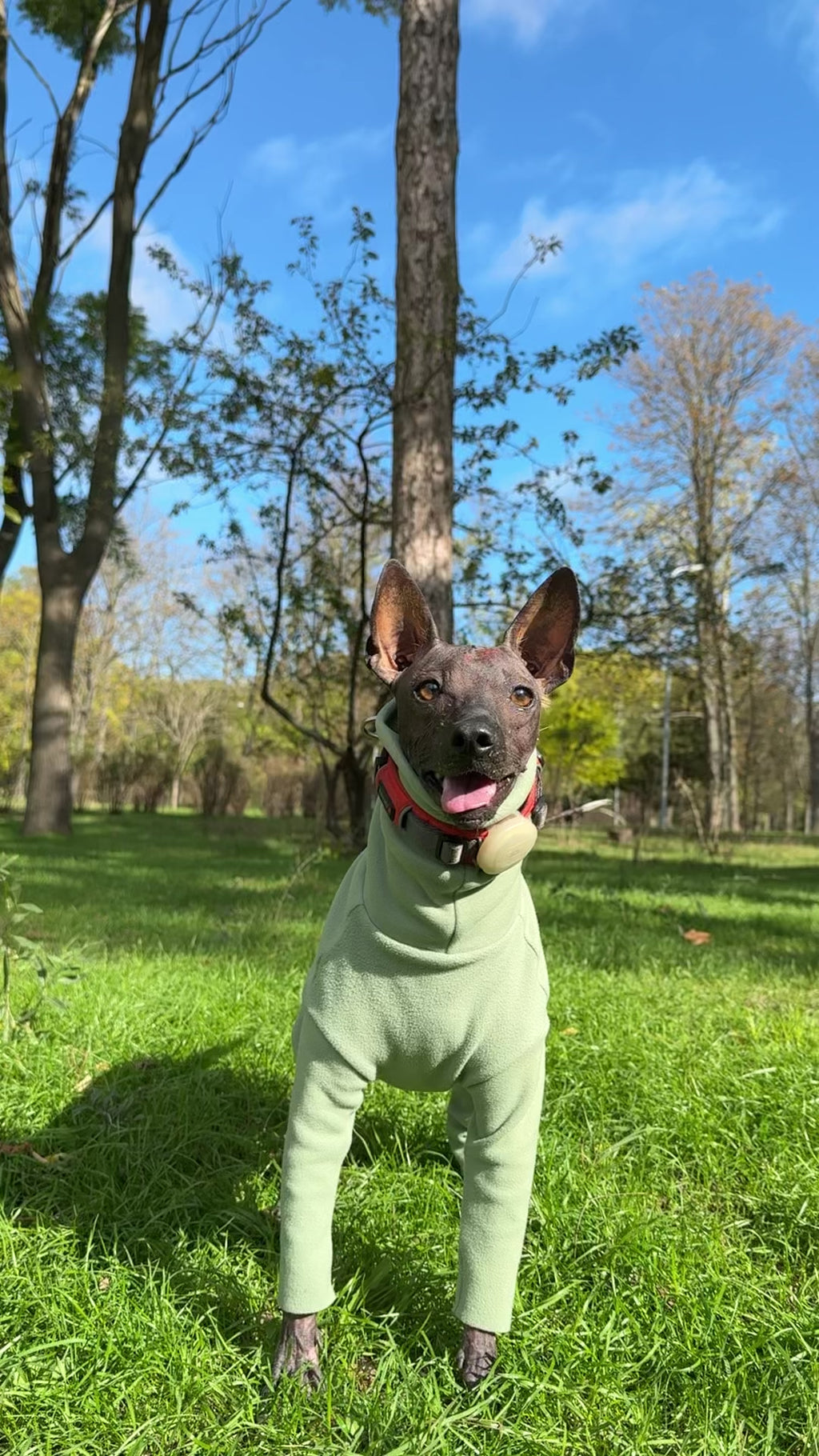 Комбінезон BazaDog COMFORT