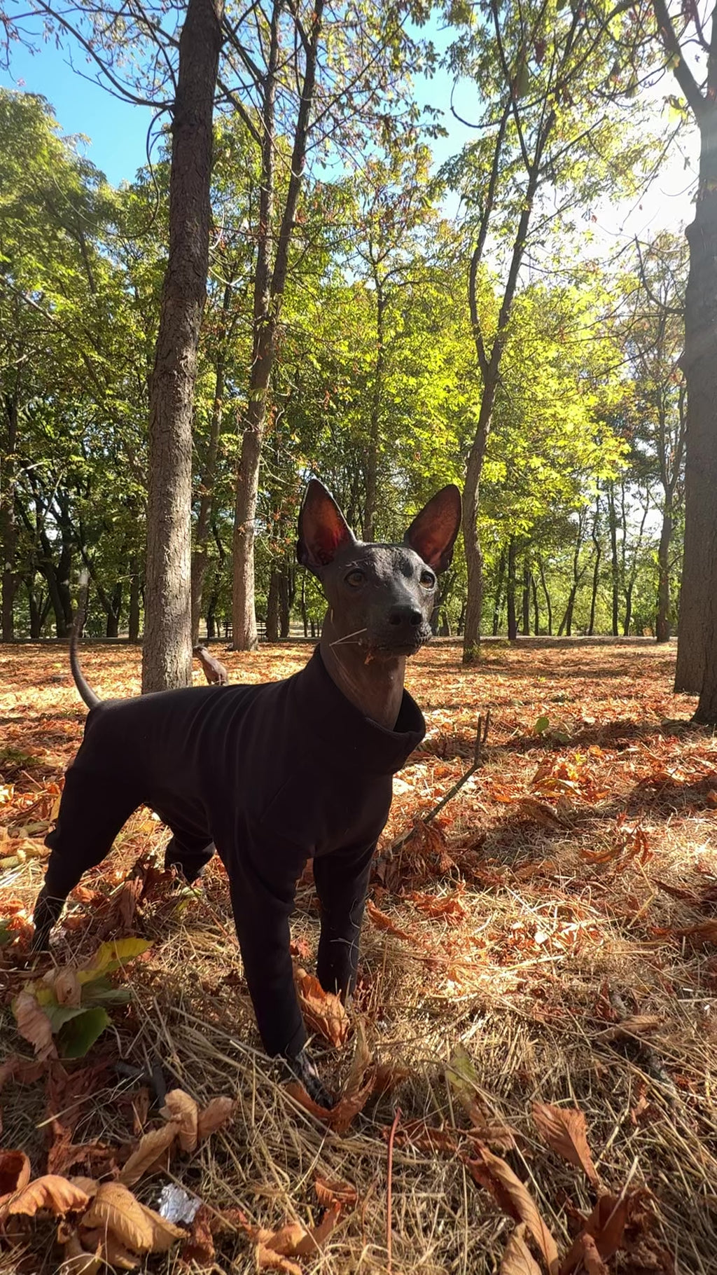 BazaDog анатомічний костюм PFT (polar_fleece_technology) чорний